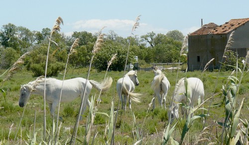 Chevaux de Camargue / photo N. Le Clerc Chevaux de Camargue / photo N. Le Clerc