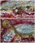 Détails de "Clapotis"