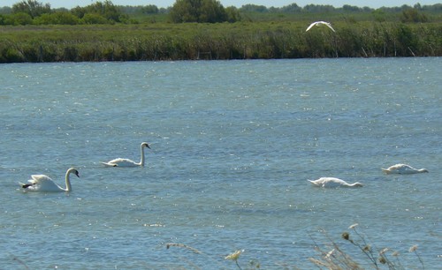 Camargue cygnes / photo N. Le Clerc Camargue cygnes / photo N. Le Clerc