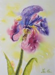 Iris en rosée  (aquarelle N.L.)