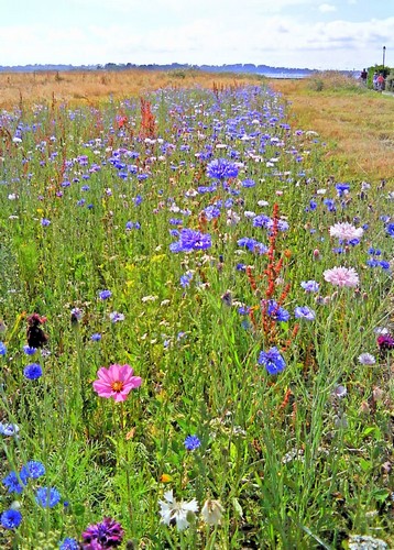 Perspectives florales / photo N. Le Clerc
