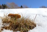 Plus-de-saison