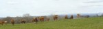Bovins Aubrac (cherchez le taureau !)