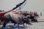 Bœufs de pêche