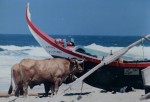 Bœufs du Portugal