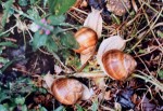 Famille d'escargots