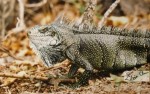 Iguane sauvage des Antilles