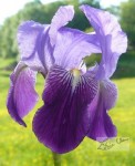 Iris