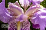 Iris2