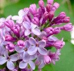Au printemps, pour ce qu'on lis, là !