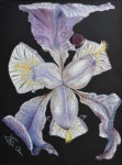 Iris-de-nuit