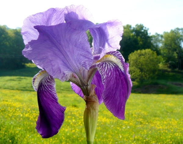 Iris
