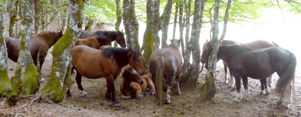 L'instinct grégaire